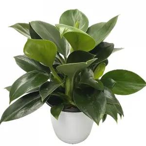 베하몰 실내 화초 콩고 화분 34cm/공기/청정/식물/예쁜/정화/집들이/인테리어/선물/기르기/먼지먹는/반려