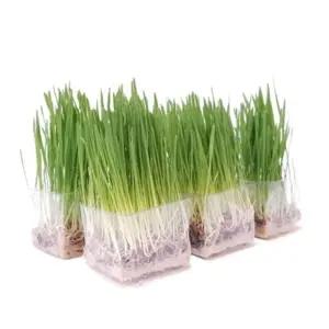 직접키운 캣그라스 데일리 멀티팩 5개+창문걸이화분고양이닢 스트레스해소 간식 영양식 키우기 영양제 먹이