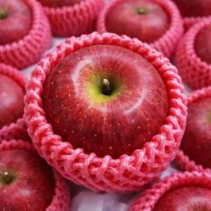 경북 산지재배 초고당도 황금 사과 10kg 특상품