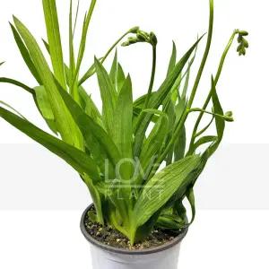 후리지아 프리지아 노랑 봄 꽃 향기 생화 모종 구근 식물 키우기 소품