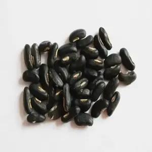 갓끈동부씨앗  40 립