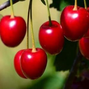 체리나무묘목 접목1년생 왜성대목 라핀 블랙골드 써미트 러시아8호 쉘라 버건디펄 레이니어