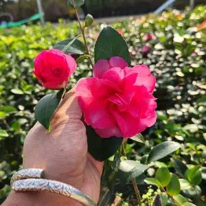 [같이가치농원]애기동백나무 50cm이상포트 개화주 삽목 묘목 겨울꽃 동백 나무 정원조경수 상록수