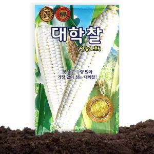 KS종묘 대학찰 옥수수 씨앗 70립 연농1호 옥수수씨 종자