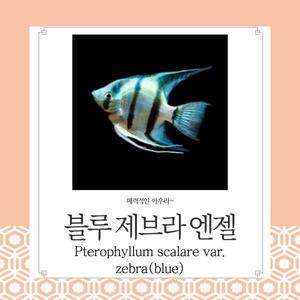 블루 제브라 엔젤피쉬 줄무늬가 아주 예쁜 귀여운 아이들 관상용 열대어 어항 수족관 생먹이자루