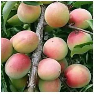 향수농원 홍매실나무 화양실 접목2년차 특묘