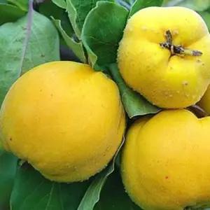 모과나무 묘목 (미인모과) 접목 1년생 특묘 향기 좋은 정원조경나무 노지월동 가능 (목하원예조경)