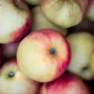 [신세계라이브쇼핑]안동 부사 사과 중과 10-14과 3kg내외 미색/못난이