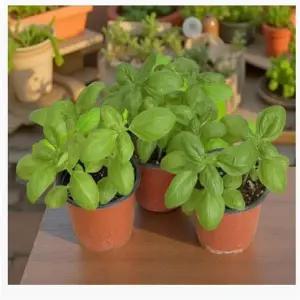 바질 나무 허브키우기 로즈마리 식용허브 화분 3개입 10센치 포트