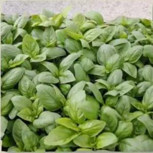 바질 나무 허브키우기 로즈마리 식용허브 화분 모종 12포기