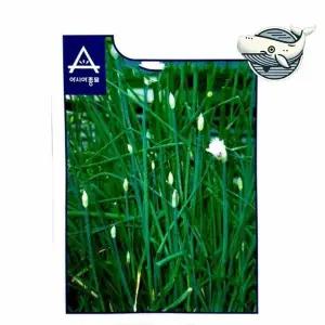 싱그러운 허브 차이브 씨앗 요리용 향신료 종자