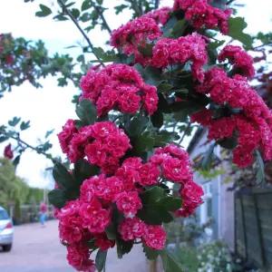 홍화산사나무 묘목 접목1년 특묘 붉은열매 산사나무 정원수 조경수 노지월동 관상수 (목하원예조경)