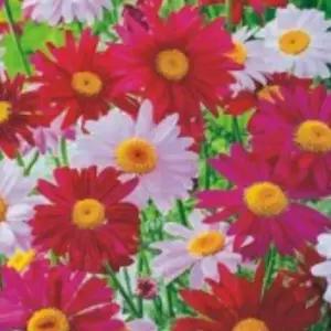 페르시안 핑크 제충국 국화과 종자 씨앗 품종 200립/딱지꽃씨/꽃씨/씨/야생화씨/꾸미기/화단/가꾸기