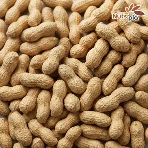 [넛츠피아] 25년산 햇 볶음 피땅콩 500g 견과류 땅콩 대보름 부럼