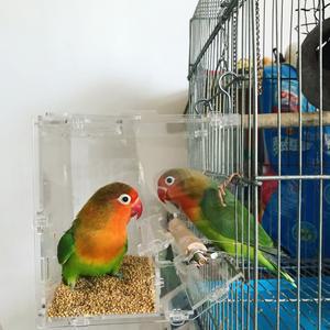 앵무새밥통 새모이통 릴 앵무새새장 앵무새장 조류 소형 물통