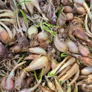 국산 쪽파 종구 쪽파 씨앗 쪽파씨 종자 1kg (ga)