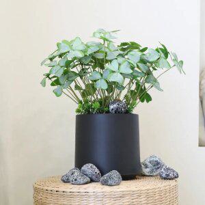 인조식물 인테리어 미니화분 실내 테이블플랜트 조화화분 사랑초화분