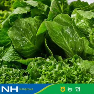 [동김제농협] GAP인증 유러피안샐러드 1kg 3-4종 야채믹스 채소믹스(6종 중 랜덤발송)