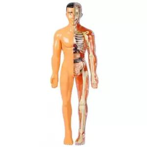 전신 뼈 모형 의료용 흉골 실습 마네킹 근육 인대