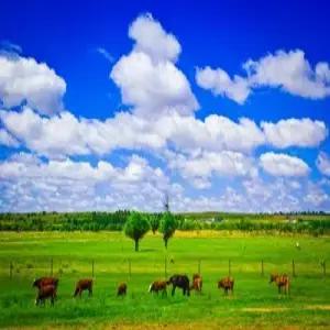 [내몽고 오르도스 직항][현대식 게르][유리 호텔] 인컨타라 사막/오르도스 대초원/별빛샤워/4일/5일