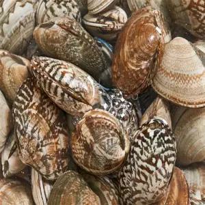 유쎌몰 바지락 1KG 110미내외 제철해산물