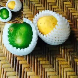 다타 망사포장망 과일보존 메쉬커버 과일보관 식품신선도유지 17x7cm