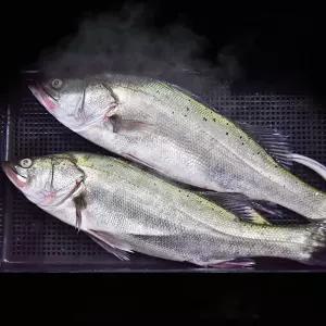 반건조 국내산 민어 특대 생선 제수용 요리 5미 말린 민어 제수용 생선 찐 스팀으로 반건조