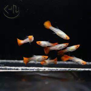 골든 코이 구피 (관상어, 열대어, 구피)