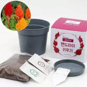 우드팟 맨드라미 씨앗 흙 완효성비료 세트식물인테리어 화분 거실 실내 키우기 재배기 원예용품 홈가드닝