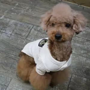 코코아허니 스쿨룩 꽈배기 가디건강아지 애완견옷 의류 강아지 애견 반려 패션