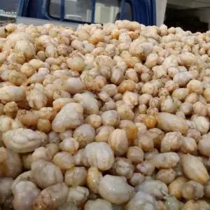 미더덕조합 창원진동 제철 오만둥이 1개 3kg 주전부리.과자 주전부리 안주 쥐포 간식 포차