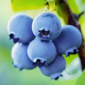 [충북농원] 메도우락 블루베리나무 묘목 - 2.5~3년생/포트묘