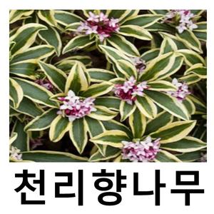 서향나무 묘목 천리향 무늬천리향 포트묘