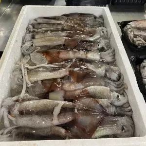 [하프클럽/오티마트]국내산 생물 급냉 통찜용오징어 1kg (7-8미)