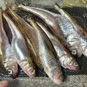 냉동 도루묵 1kg [AGB8461]