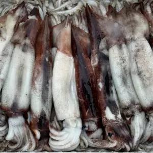 국내산 생물 오징어