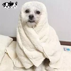 초코펫하우스 RN04BH25 몬스터 펫타올 (베이지) (중형)