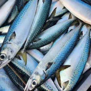 [하프클럽/오티마트]생물 급냉 통고등어 3미 x 2팩 (팩당 2kg내외)