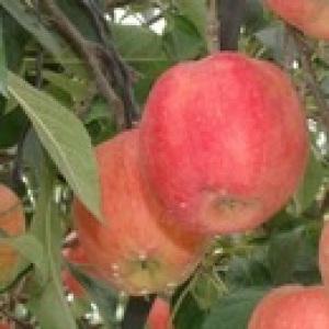 사과나무 사과나무묘목 홍옥 아오리 부사 홍로