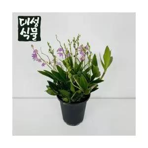긴기아난 소형 깅기아난 김기아난 공기정화식물 긴기아나 대성식물