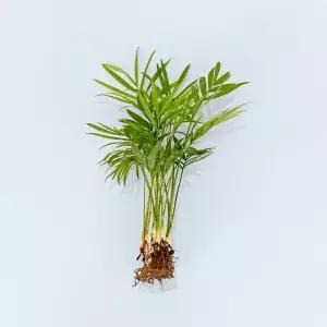 테이블야자 세척 모종 소형 수경재배식물 키우기쉬운 인테리어 공기정화식물