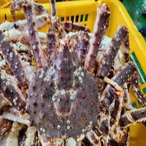 레드 킹크랩 3.5kg