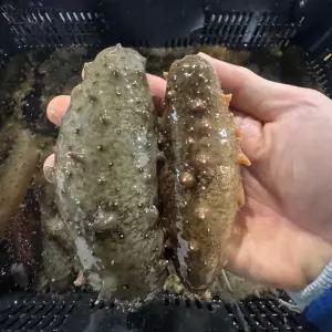 자연산 활 해삼 500g(2~6미 내외)