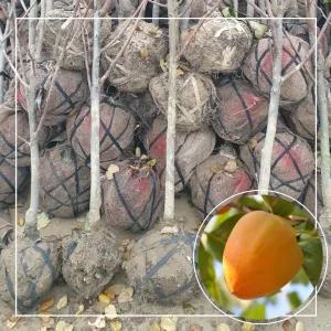 서울농원묘목/대봉감 감나무 묘목 결실주 3년생 분묘 홍시감 