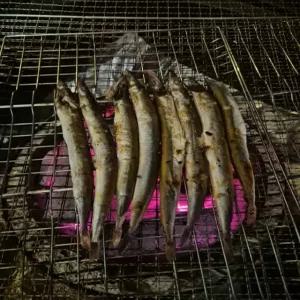 양미리 도루묵, 급냉 알도루묵 500g (10미 내외)