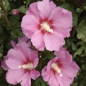 묘목/무궁화 -핑크자이언트-삽목 2년 포트묘 KJ759