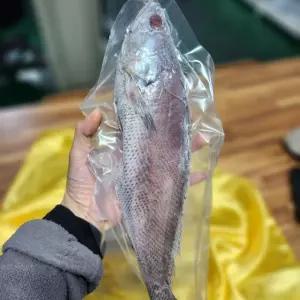 싱싱햇 국산 민어조기 손질 냉동 민어 조기 1kg
