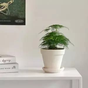 아스파라거스 나누스 소형 화이트 토분 식재 개업 축하 승진 카페 화분