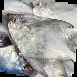 병어횟감 국내산 생물 병어 신선한 냉장 구이 횟감용 생선 1kg