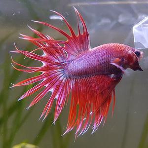 [신세계수족관] 크라운베타 수컷 (색상미요구시 랜덤발송)